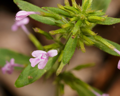 Hedeoma acinoides