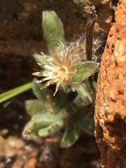 Gamochaeta stagnalis