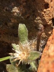 Gamochaeta stagnalis