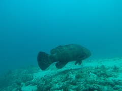 Epinephelus itajara
