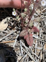 Phacelia barnebyana