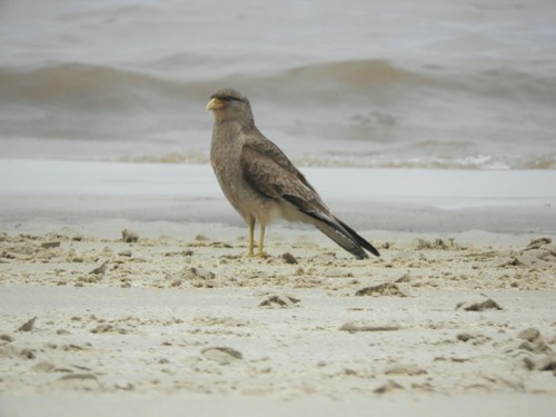 Chimango Caracara