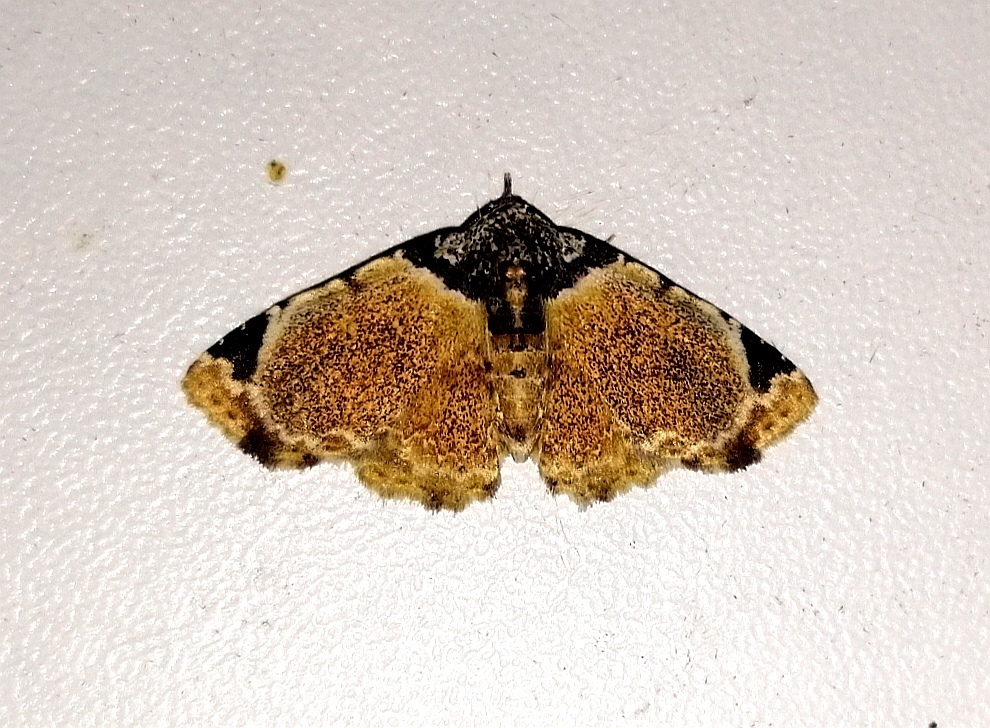 Micranthops alceste