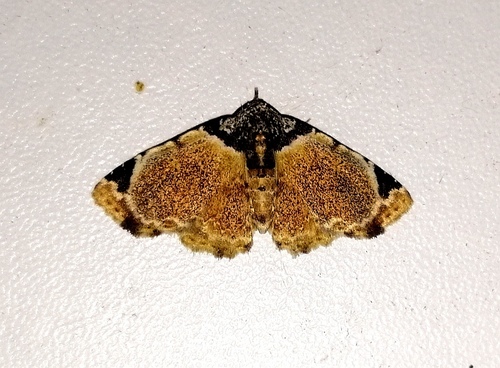 Micranthops alceste