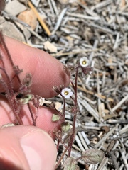 Phacelia barnebyana