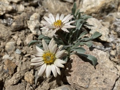 Townsendia scapigera