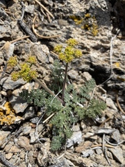 Lomatium foeniculaceum fimbriatum