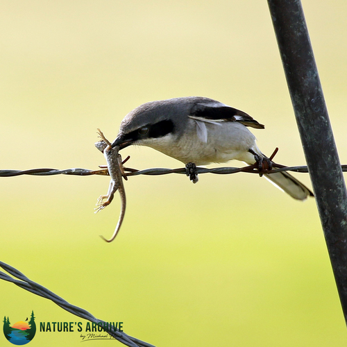 Loggerhead Shrike, photo 7 of 10