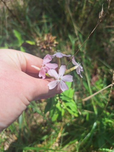 common soapwort