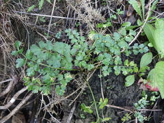 Apium prostratum filiforme