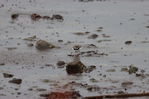 Common Ringed Plover