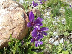 Sparaxis metelerkampiae