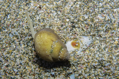 Nassarius spiratus