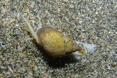 Nassarius spiratus