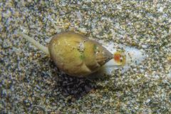 Nassarius spiratus