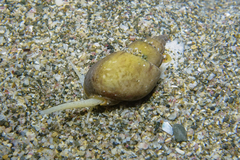 Nassarius spiratus