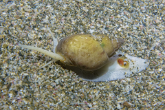 Nassarius spiratus