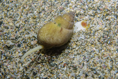 Nassarius spiratus