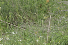 Phalaris caroliniana