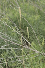 Phalaris caroliniana