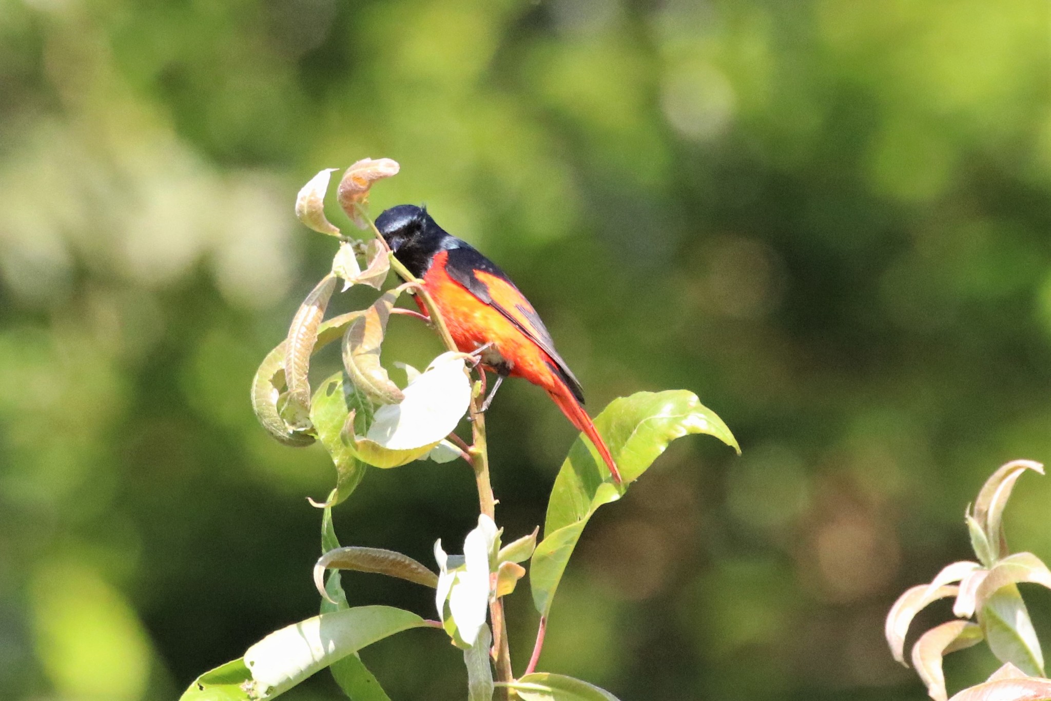 Short-billed Minivet