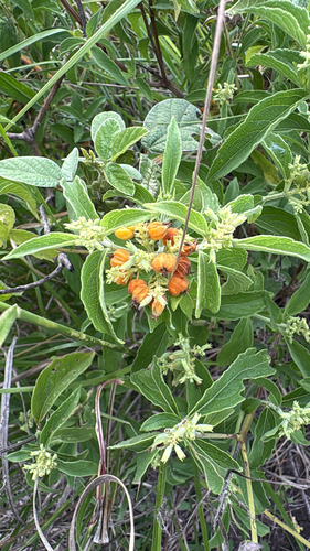 butterberry