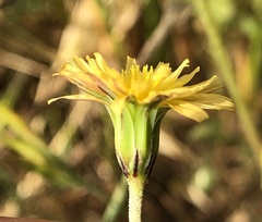 Microseris elegans