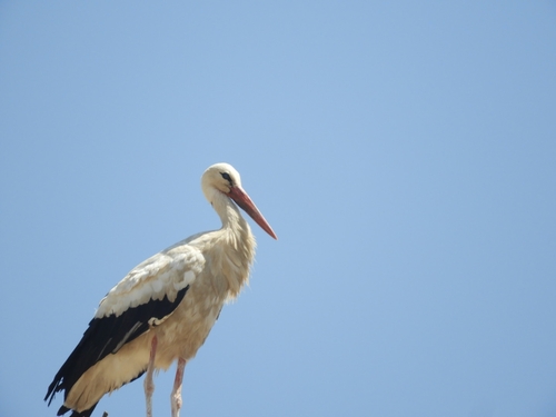 European White Stork
