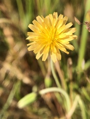 Microseris elegans
