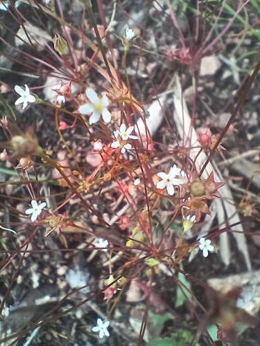 Androsace septentrionalis, 2026-08-16