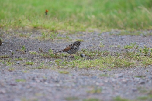Reed Bunting