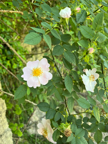 Dog-rose