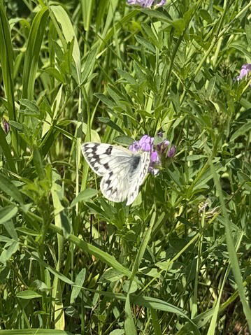 Western White