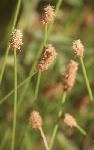 Eleocharis montevidensis observed 2026-08-12
