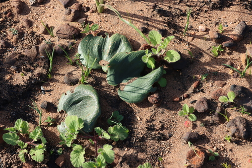 Pelargonium althaeoides, photograph 6