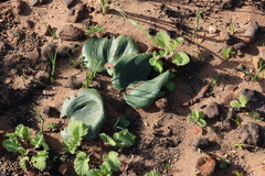 Pelargonium althaeoides, photograph (c) Tony Rebelo, some rights reserved (CC BY-SA)