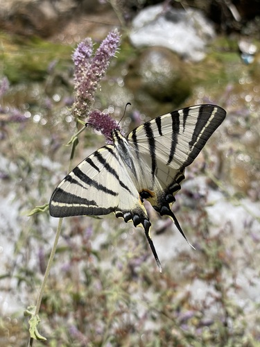 Scarce Swallowtail