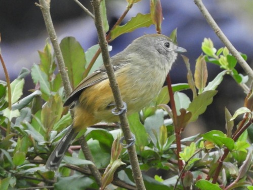 Variable Antshrike
