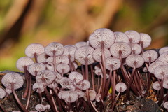Mycena kurramulla