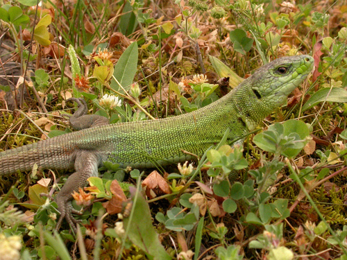 Caspian Green Lizard