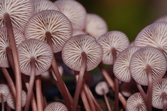 Mycena kurramulla