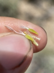 Townsendia scapigera