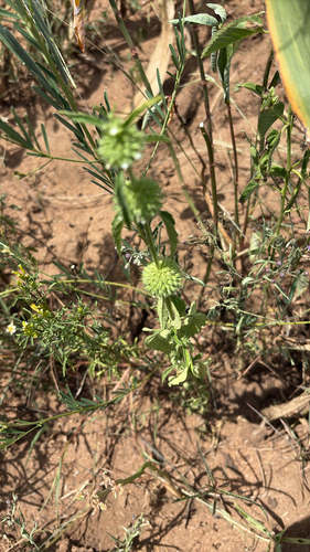Whitewort