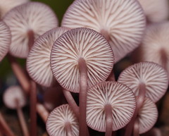 Mycena kurramulla