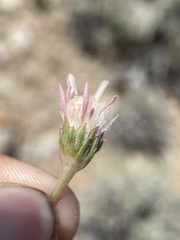 Townsendia scapigera