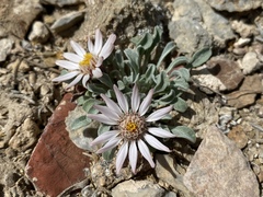 Townsendia scapigera