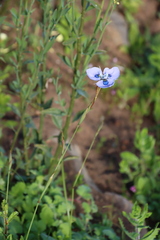 Moraea villosa