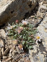 Townsendia scapigera