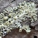 Powder-tipped Starburst Lichen - Photo (c) Ian Bryson, some rights reserved (CC BY-NC), uploaded by Ian Bryson