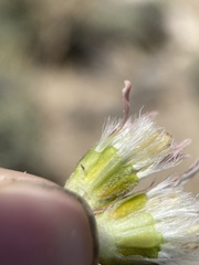 Townsendia scapigera